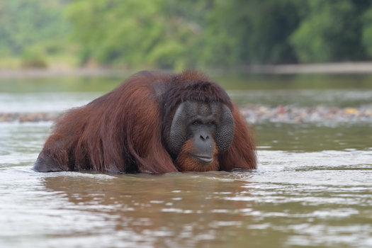 Antak in water