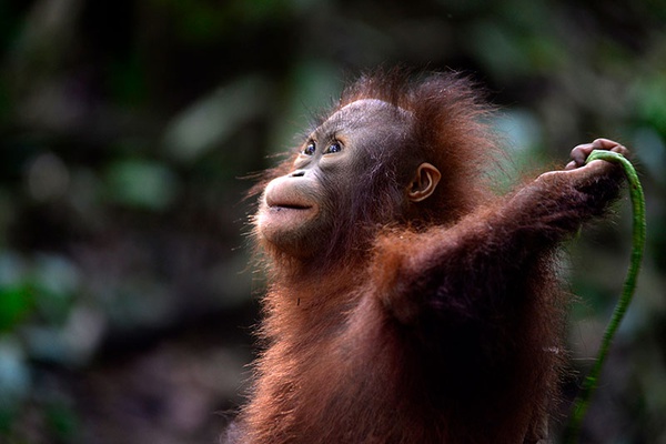 Hope for orangutans!
